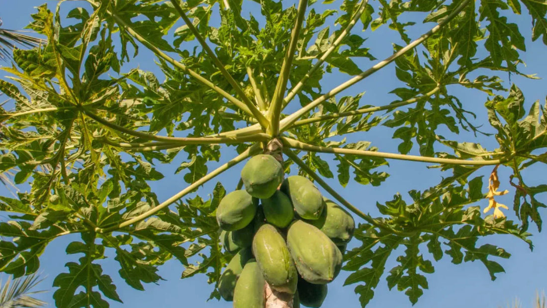 Papaya Power: Boosting Reproductive Health Naturally