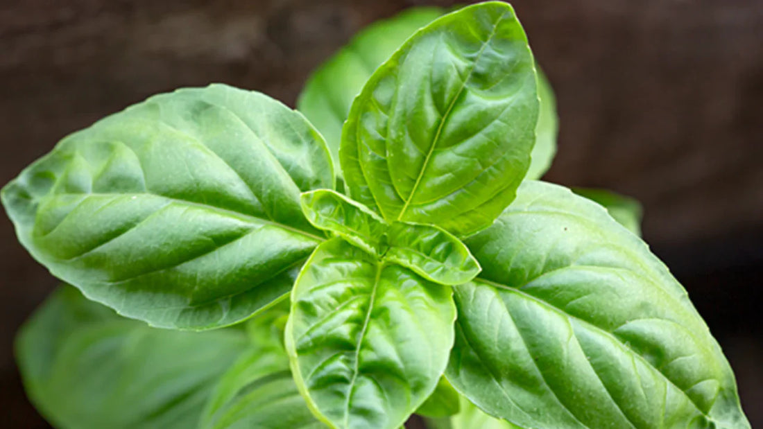 Basil: A Secret Weapon for Your Womb