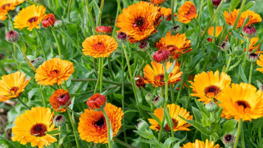 From Bloom to Balm: Calendula’s Role in Reproductive Health