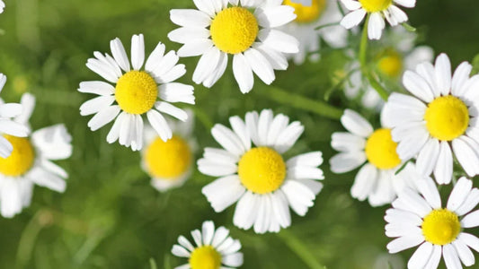 Why Chamomile is Nature’s Ancient Gentle Healer