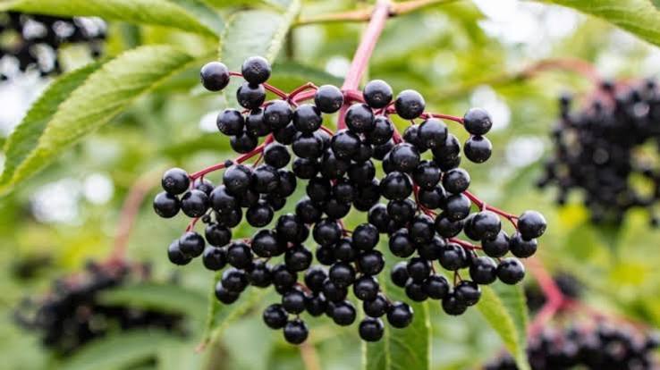 DIY Elderberry Syrup Recipe for Back to School
