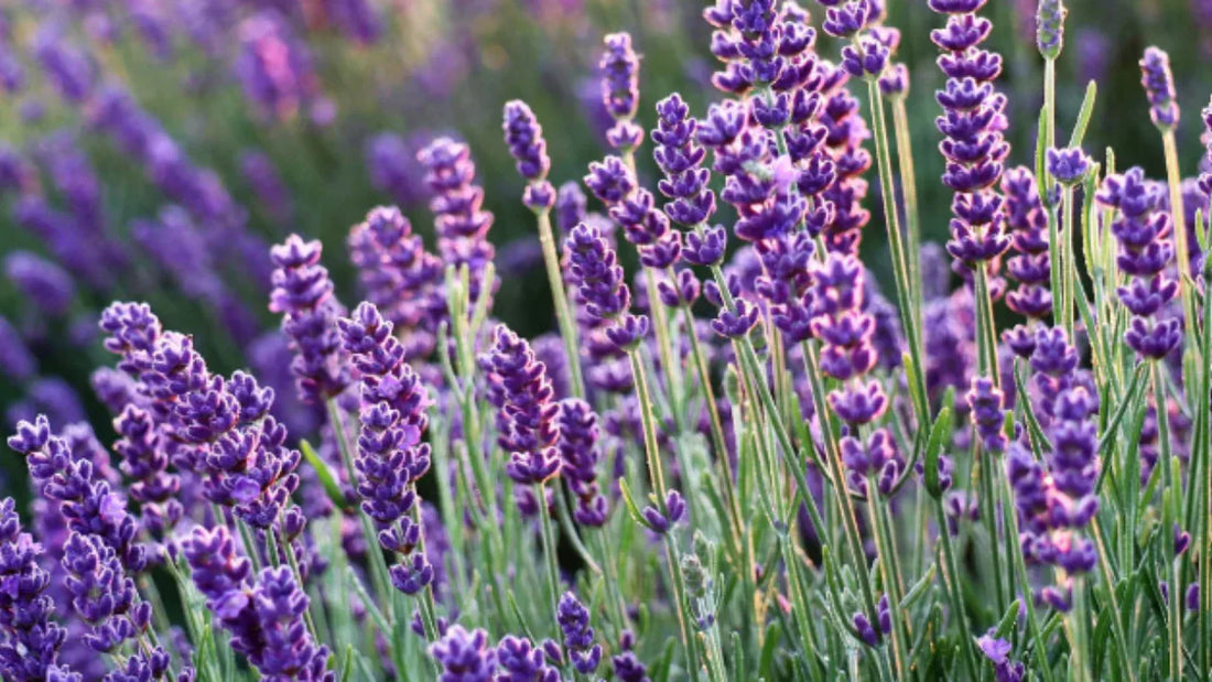 Lavender Bliss: Supporting Uterine Health Naturally