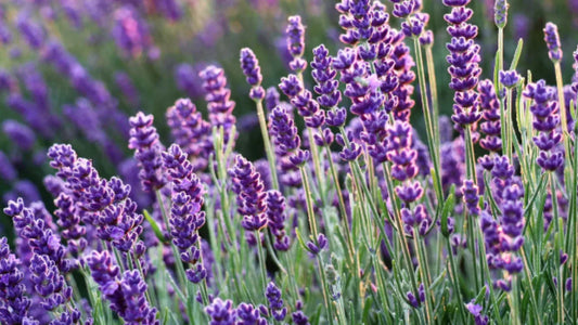 Lavender Bliss: Supporting Uterine Health Naturally