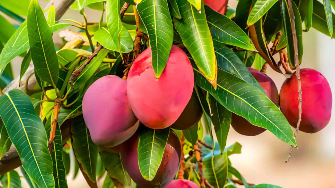 Mango: A Sweet Solution for Women's Health
