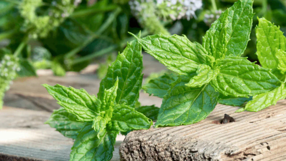 Peppermint for PMS to Postpartum Ease