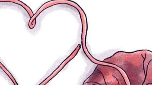 Placentophagy - ALL YOU NEED TO KNOW!