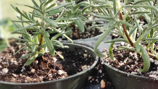 The Benefits of Rosemary for Women’s Wellness