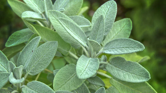 Sage for Every Stage: Menstrual, Pregnancy & Menopause Benefits