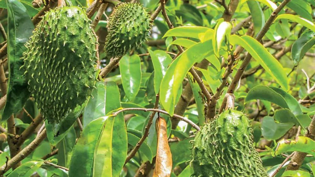 Soursop: The Tropical Wonder for Reproductive Wellness