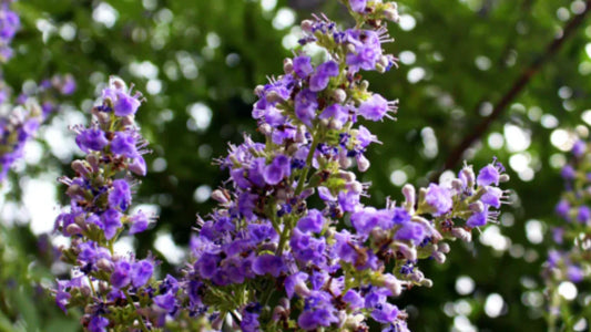 Vitex (Chasteberry): The Ultimate Hormone Balancer